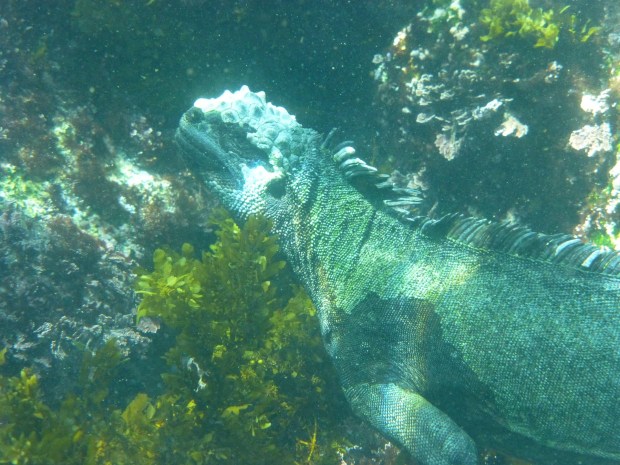 marine-iguana-883489_1920